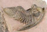 Spiny Zlichovaspis Trilobite - Lghaft, Morocco #383225-2